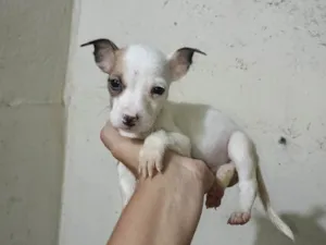 Cachorro raça SRD-ViraLata idade Abaixo de 2 meses nome Rodolfo