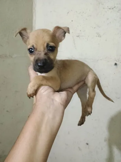 Cachorro raça SRD-ViraLata idade 2 a 6 meses nome Bradok