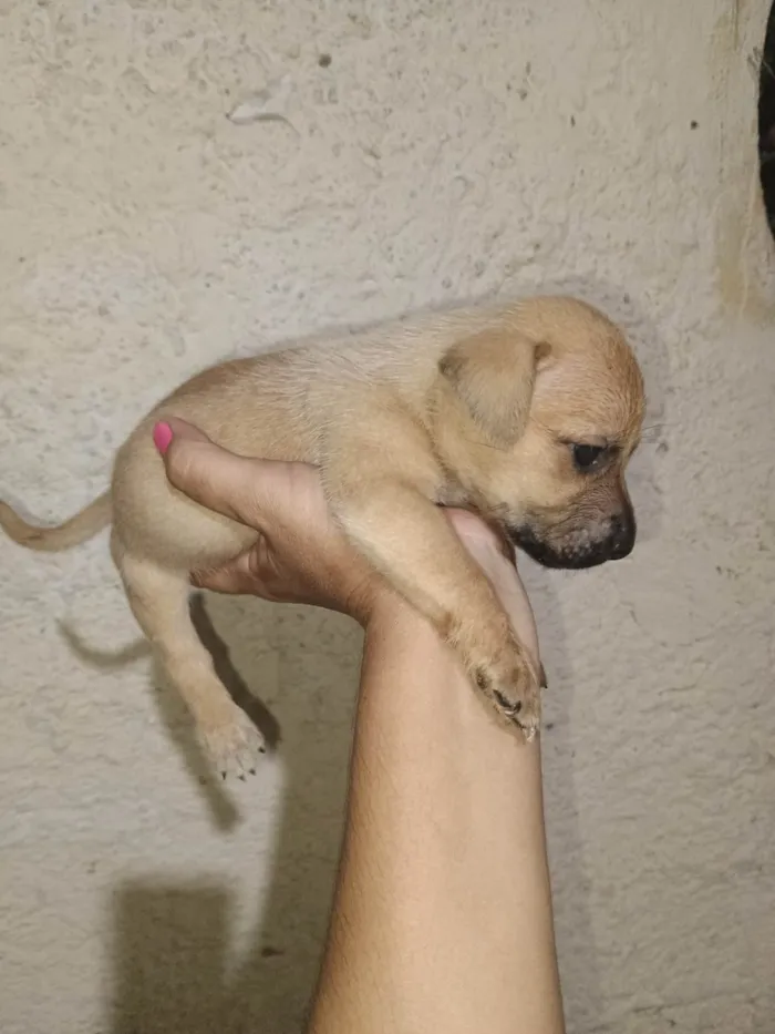 Cachorro ra a SRD-ViraLata idade 2 a 6 meses nome Bradok