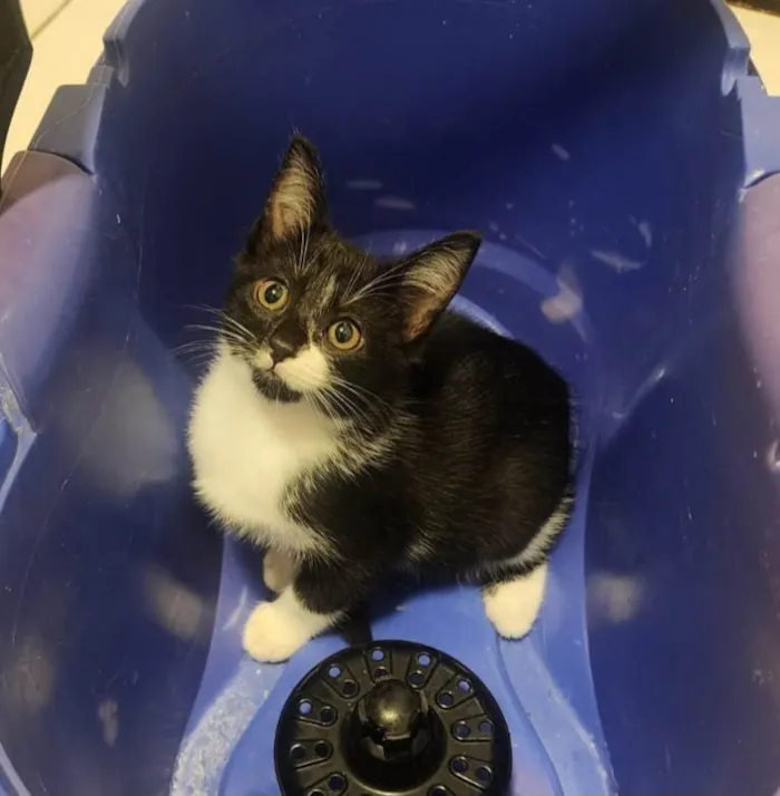 Gato ra a SRD-ViraLata idade 2 a 6 meses nome Link