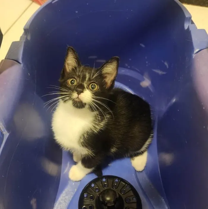 Gato ra a SRD-ViraLata idade 2 a 6 meses nome Link