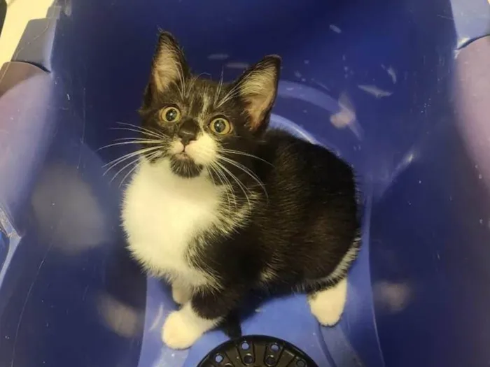 Gato ra a SRD-ViraLata idade 2 a 6 meses nome Link