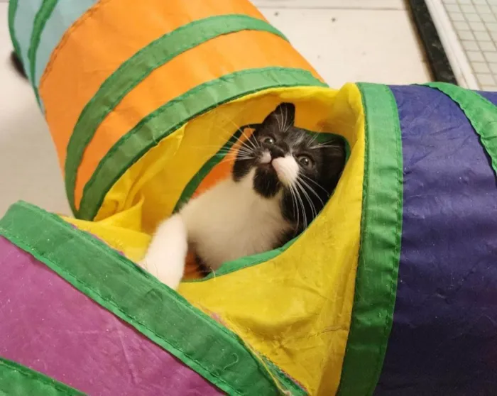 Gato ra a SRD-ViraLata idade 2 a 6 meses nome Link