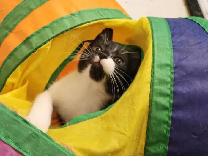 Gato ra a SRD-ViraLata idade 2 a 6 meses nome Link