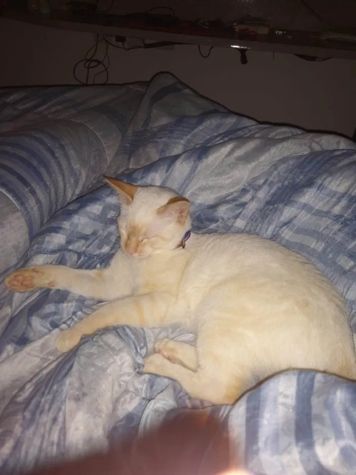 Gato ra a SRD-ViraLata idade 2 anos nome Mingau