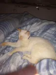 Mingau