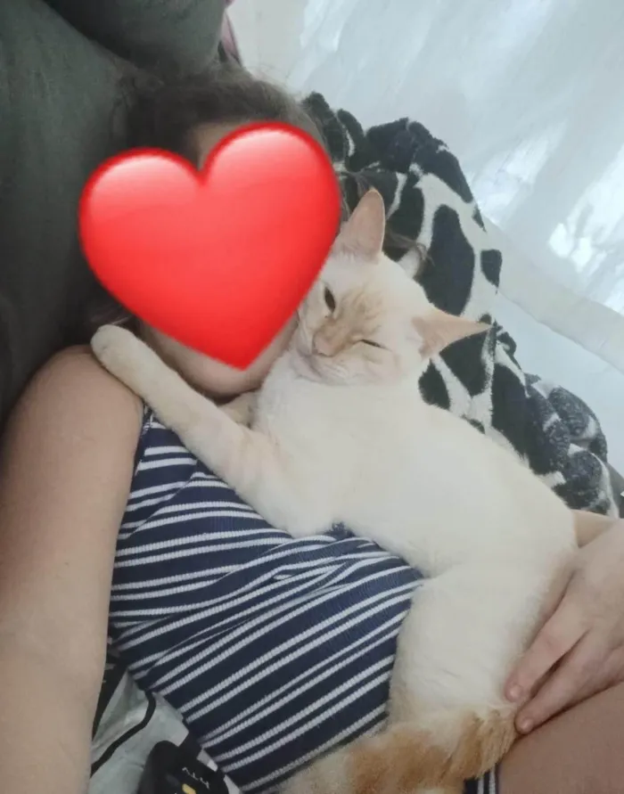 Gato ra a SRD-ViraLata idade 2 anos nome Mingau