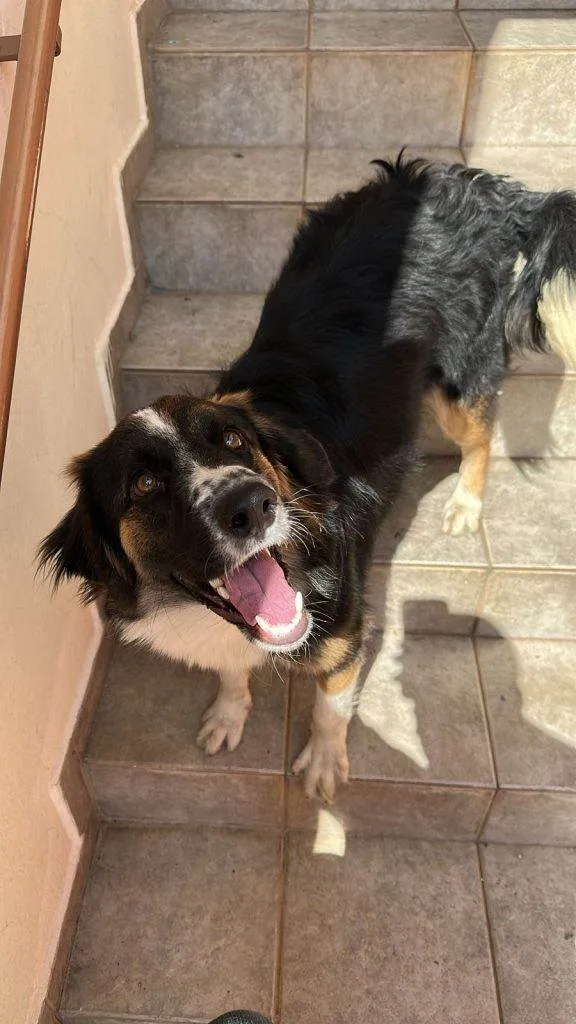 Cachorro ra a SRD-ViraLata idade 7 a 11 meses nome Adoção Urgente