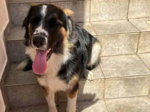 Cachorro raça SRD-ViraLata idade 7 a 11 meses nome Adoção Urgente
