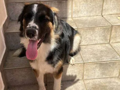Cachorro raça SRD-ViraLata idade 7 a 11 meses nome Adoção Urgente