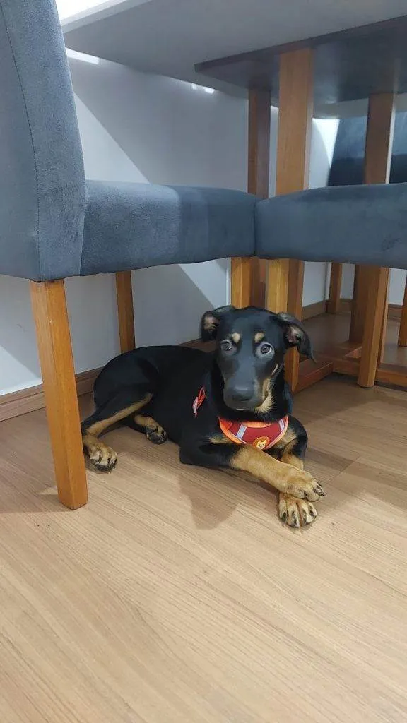 Cachorro ra a SRD-ViraLata idade 2 a 6 meses nome Filhote Urgente