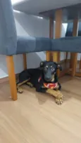 Filhote Urgente