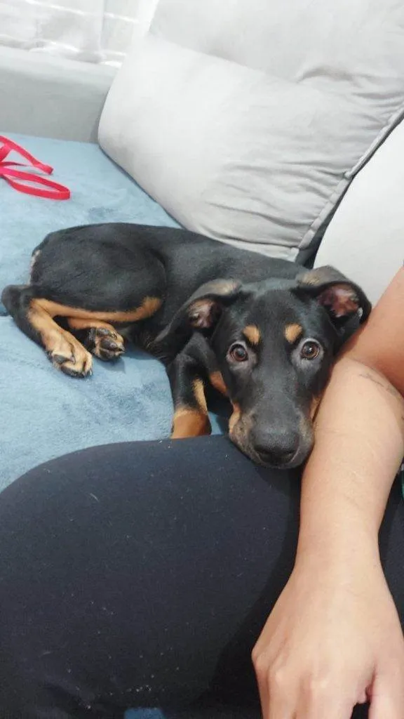 Cachorro ra a SRD-ViraLata idade 2 a 6 meses nome Filhote Urgente