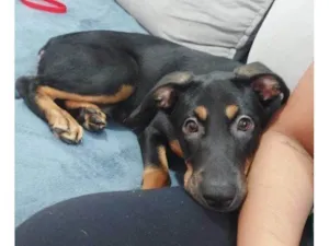 Cachorro raça SRD-ViraLata idade 2 a 6 meses nome Filhote Urgente