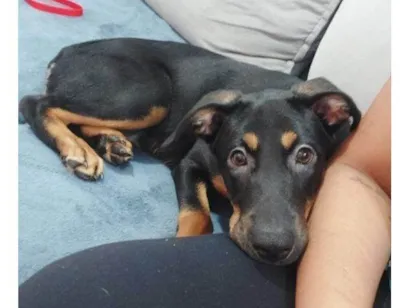 Cachorro raça SRD-ViraLata idade 2 a 6 meses nome Filhote Urgente