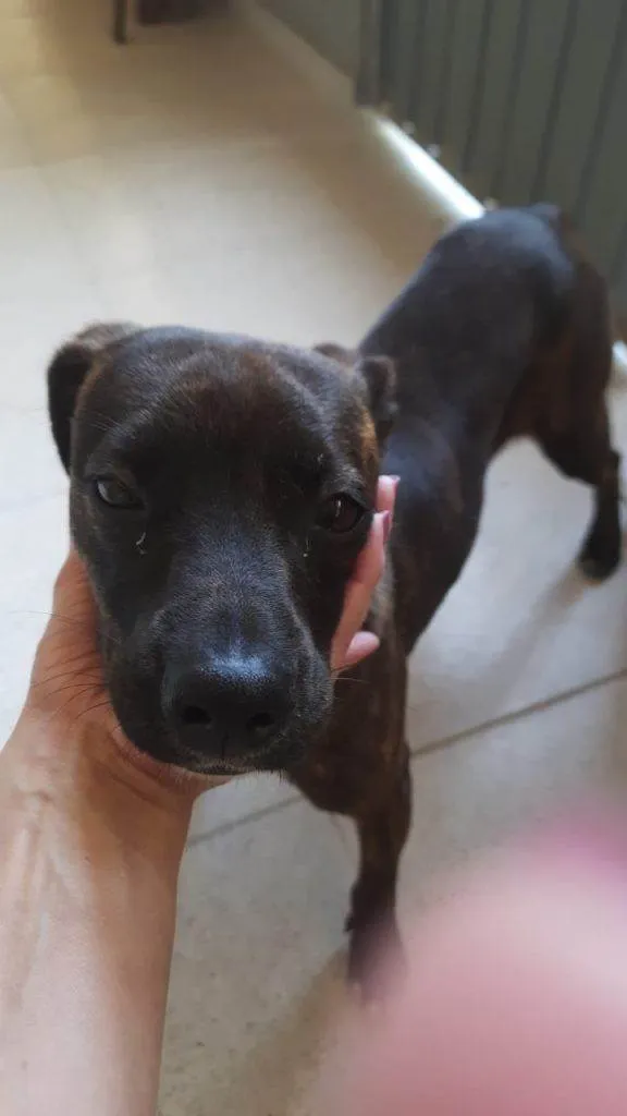 Cachorro ra a SRD-ViraLata idade Abaixo de 2 meses nome Filhote Urgente