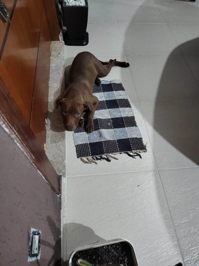 Cachorro ra a Pit-Bull idade 2 a 6 meses nome Filhote Urgente