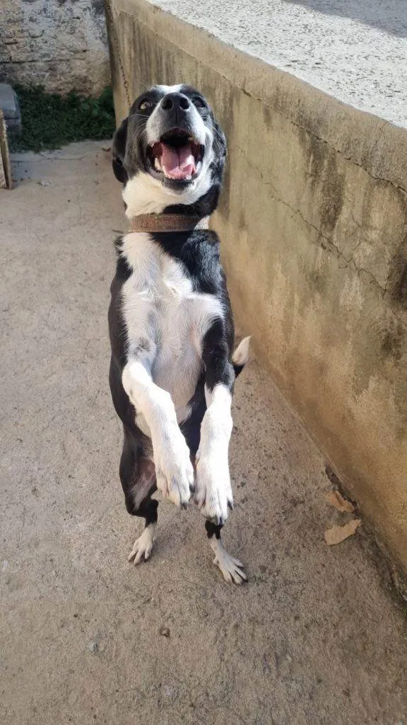 Cachorro ra a SRD-ViraLata idade 7 a 11 meses nome Adoção Urgente