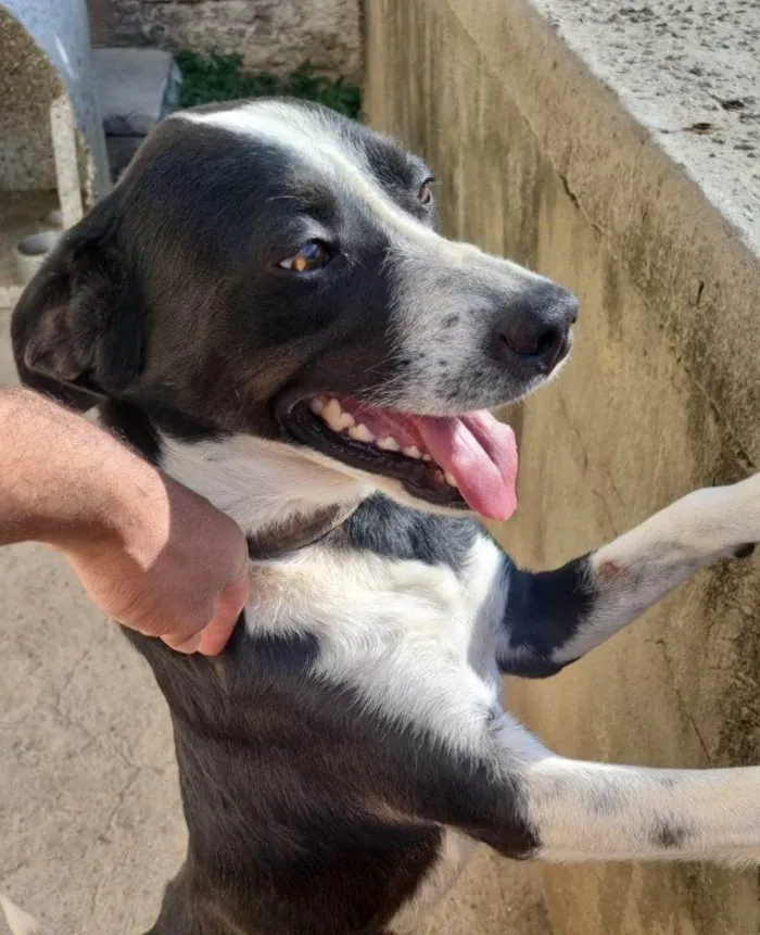 Cachorro ra a SRD-ViraLata idade 7 a 11 meses nome Adoção Urgente