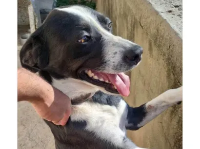 Cachorro raça SRD-ViraLata idade 7 a 11 meses nome Adoção Urgente