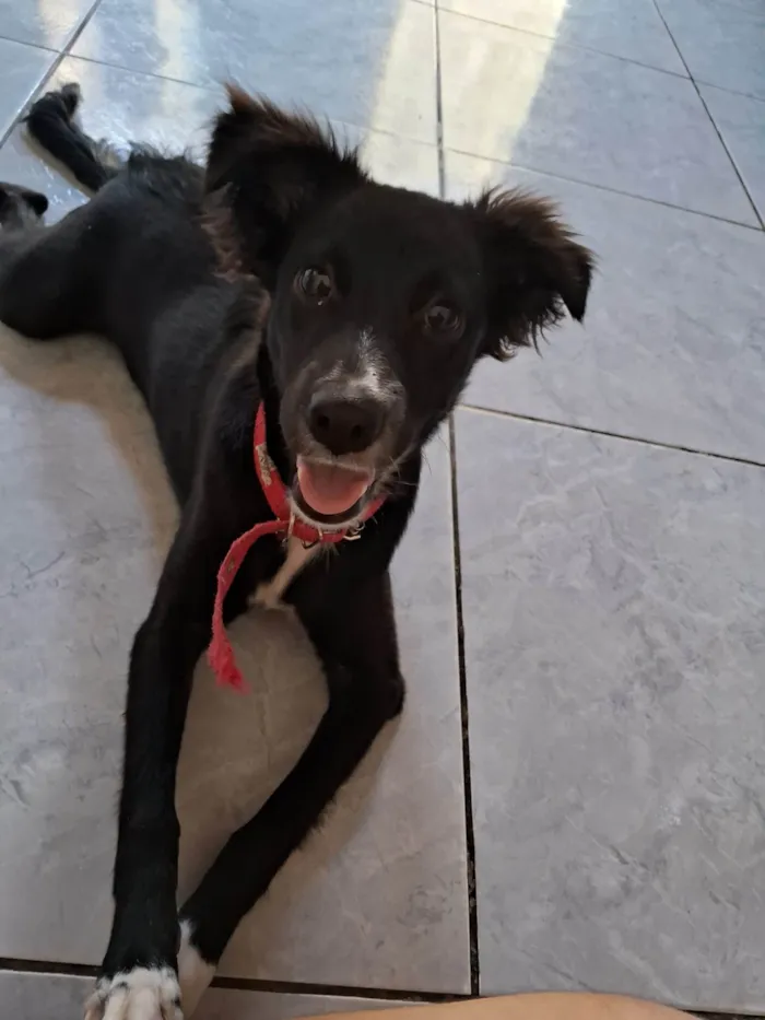 Cachorro ra a  idade 2 a 6 meses nome Aurora