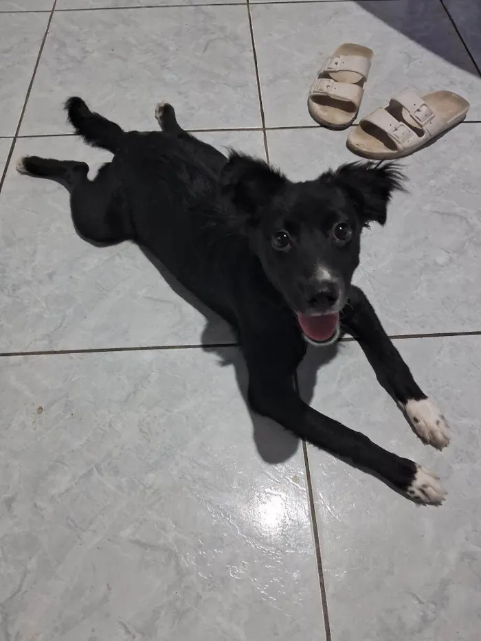 Cachorro ra a  idade 2 a 6 meses nome Aurora