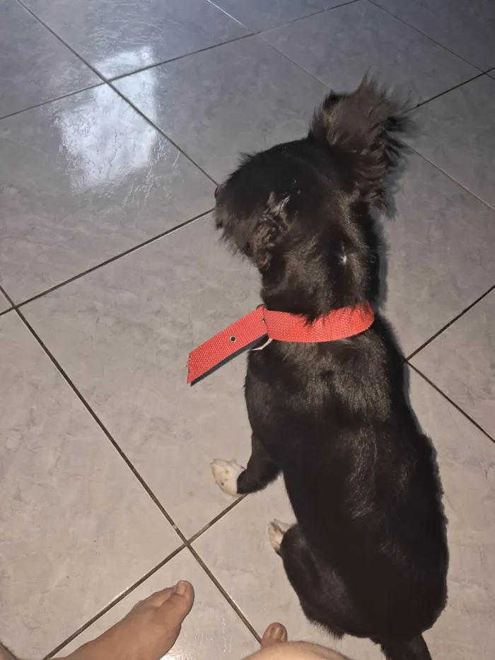 Cachorro ra a  idade 2 a 6 meses nome Aurora