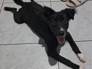 Cachorro raça  idade 2 a 6 meses nome Aurora