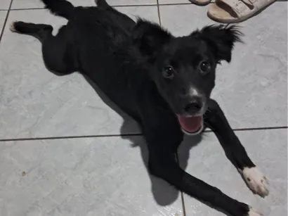 Cachorro raça  idade 2 a 6 meses nome Aurora