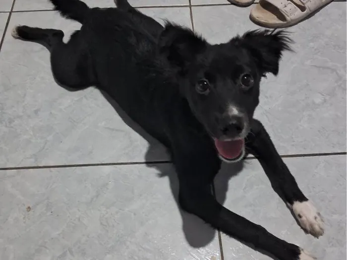 Cachorro ra a  idade 2 a 6 meses nome Aurora