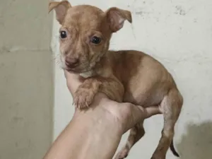 Cachorro raça SRD-ViraLata idade 2 a 6 meses nome Ágata