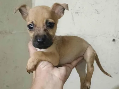 Cachorro raça SRD-ViraLata idade 2 a 6 meses nome Bradok