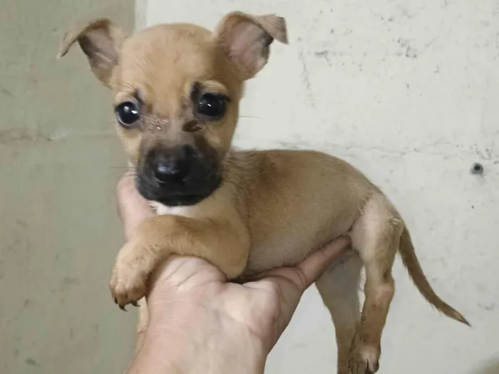 Cachorro ra a SRD-ViraLata idade 2 a 6 meses nome Bradok