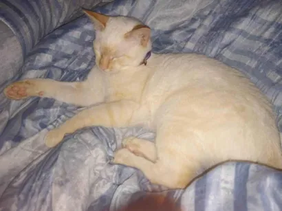 Gato raça SRD-ViraLata idade 2 anos nome Mingau