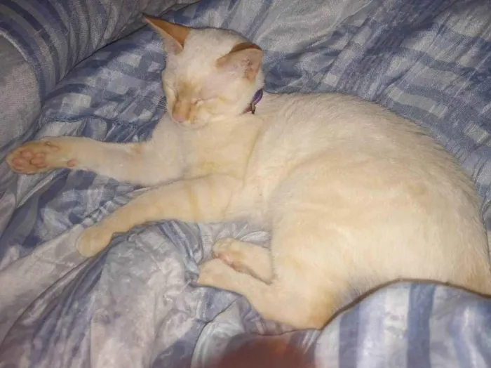 Gato ra a SRD-ViraLata idade 2 anos nome Mingau