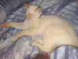 Mingau