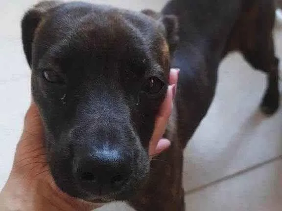 Cachorro ra a SRD-ViraLata idade Abaixo de 2 meses nome Filhote Urgente