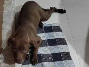 Cachorro raça Pit-Bull idade 2 a 6 meses nome Filhote Urgente