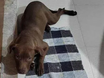 Cachorro raça Pit-Bull idade 2 a 6 meses nome Filhote Urgente