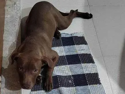 Cachorro ra a Pit-Bull idade 2 a 6 meses nome Filhote Urgente