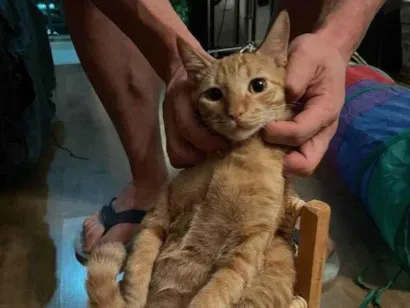 Gato raça SRD-ViraLata idade 7 a 11 meses nome 2 Gatos Urgente