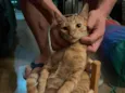 2 Gatos Urgente
