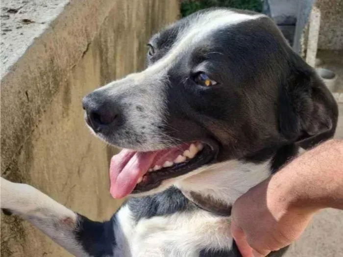 Cachorro ra a SRD-ViraLata idade 7 a 11 meses nome Adoção Urgente