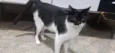 4 Gatos Urgente