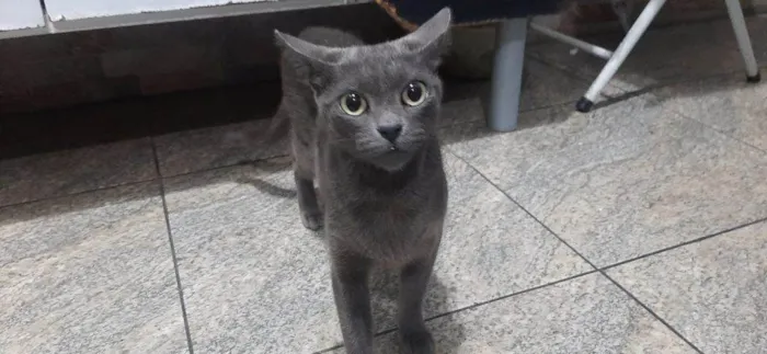 Gato ra a SRD-ViraLata idade 7 a 11 meses nome 4 Gatos Urgente