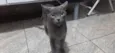 4 Gatos Urgente