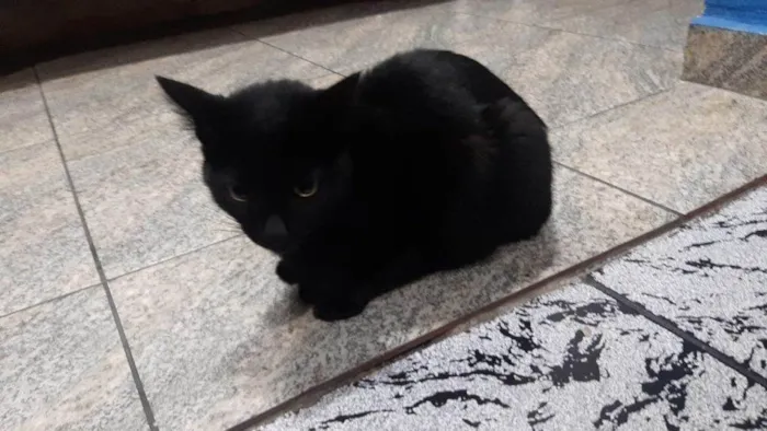 Gato ra a SRD-ViraLata idade 7 a 11 meses nome 4 Gatos Urgente
