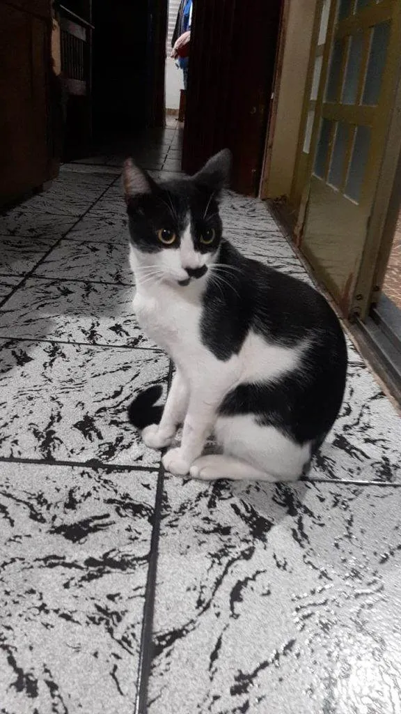 Gato ra a SRD-ViraLata idade 7 a 11 meses nome 4 Gatos Urgente