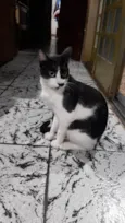 4 Gatos Urgente