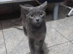 Gato raça SRD-ViraLata idade 7 a 11 meses nome 4 Gatos Urgente